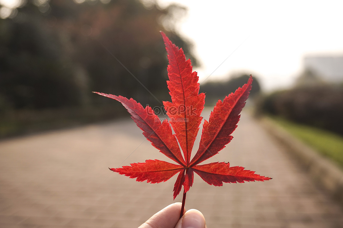Lovepik Pick Up A Deep Red Maple Leaf And Know The Meaning Picture 501041559 
