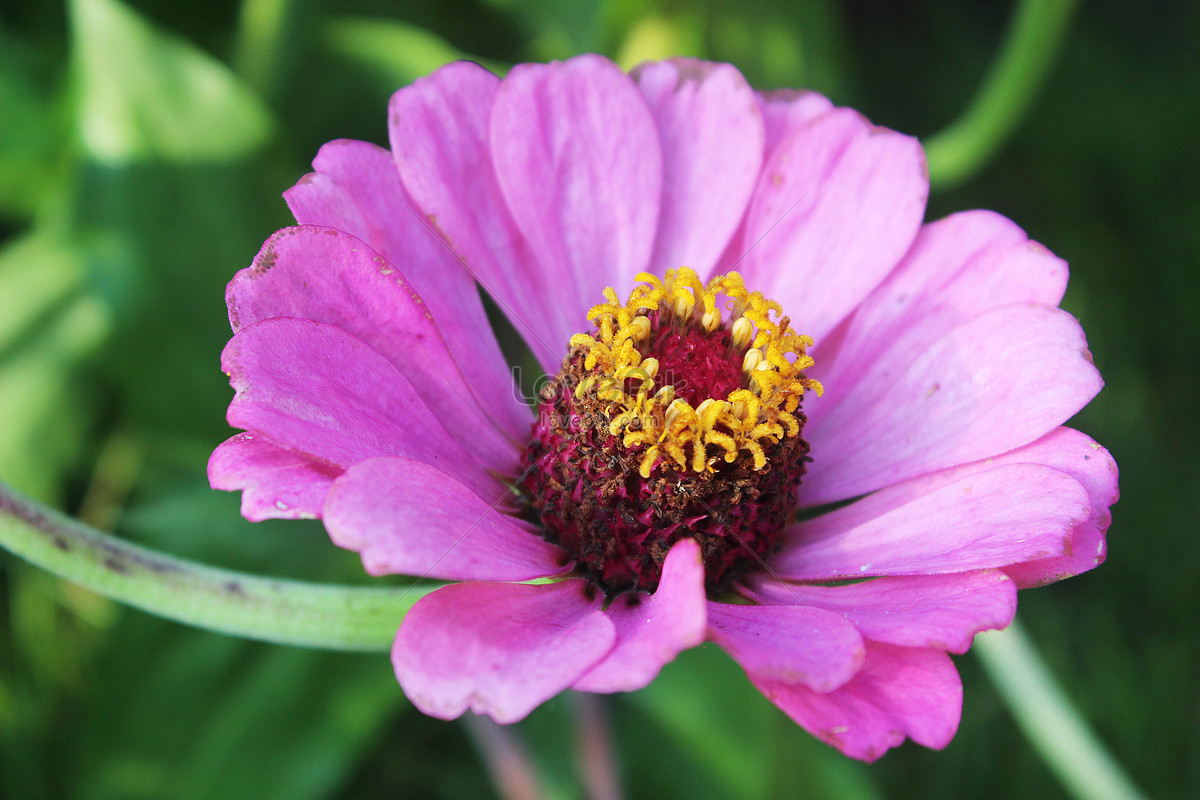 Crisantemo Rosa Variedad Foto | Descarga Gratuita HD Imagen de Foto -  Lovepik