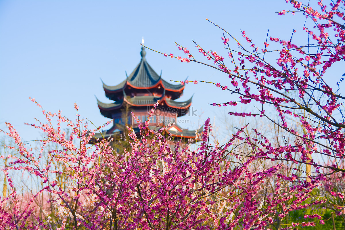 Blossoms shanghai. Национальный Лесной парк Гунцин.