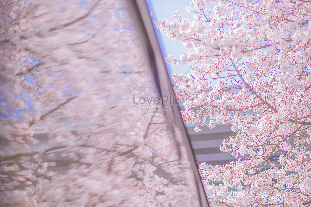 Sakura Scenery Photograph Picture And HD Photos | Free Download On Lovepik