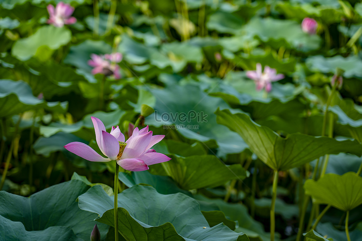 ảnh Biển Lotus Market Tải Xuống Miễn Phí, ảnh hoa, cánh hoa, bông ...