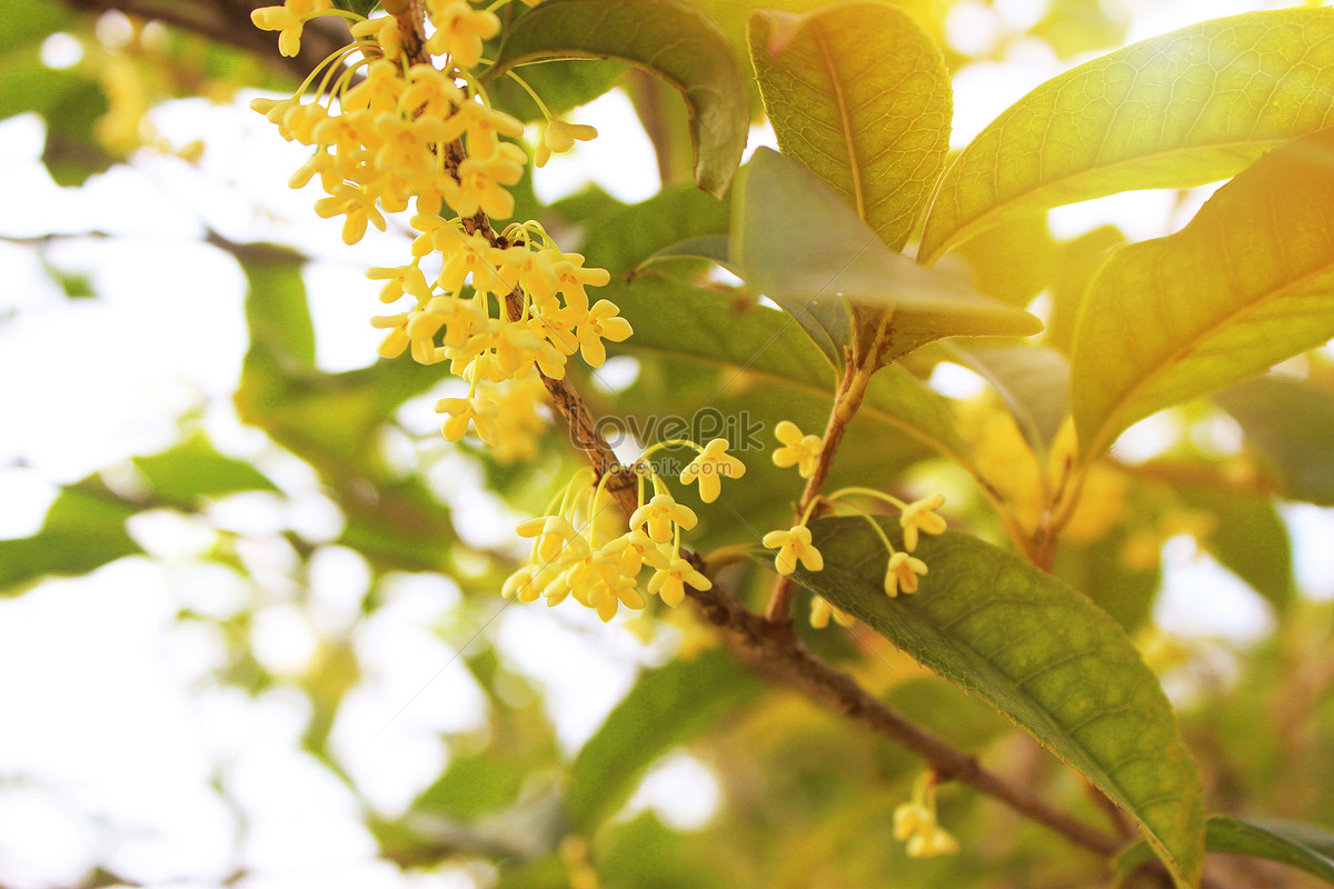 Османтус fragrans