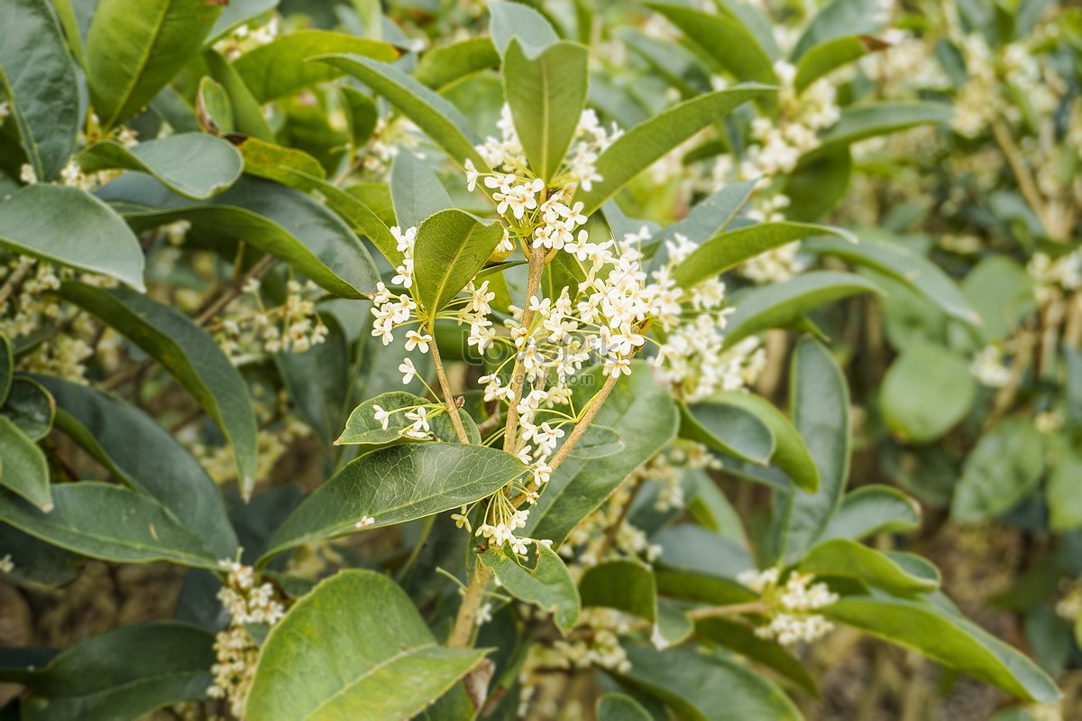 Sweet-Scented Osmanthus. Османтус дерево. Sweet Scented Osmanthus Tree.