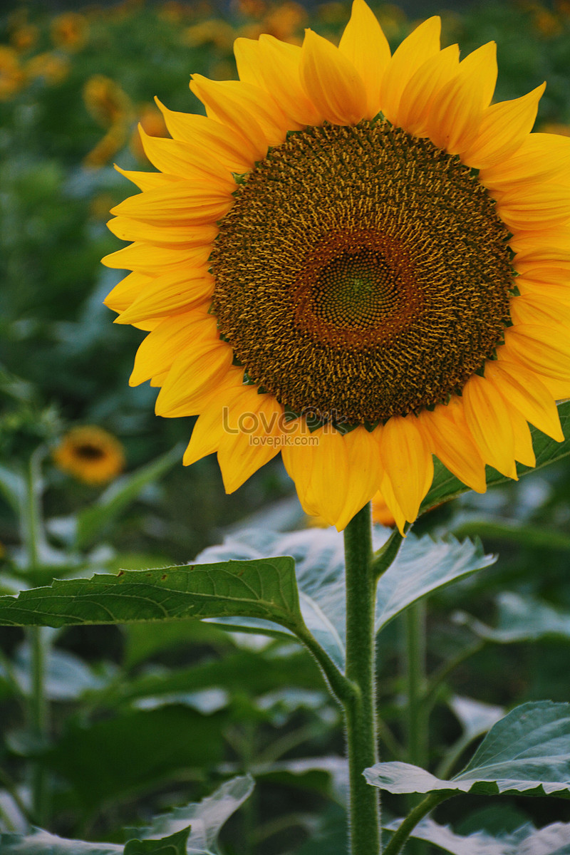 Flor De Girasol De Otoño Foto | Descarga Gratuita HD Imagen de Foto -  Lovepik