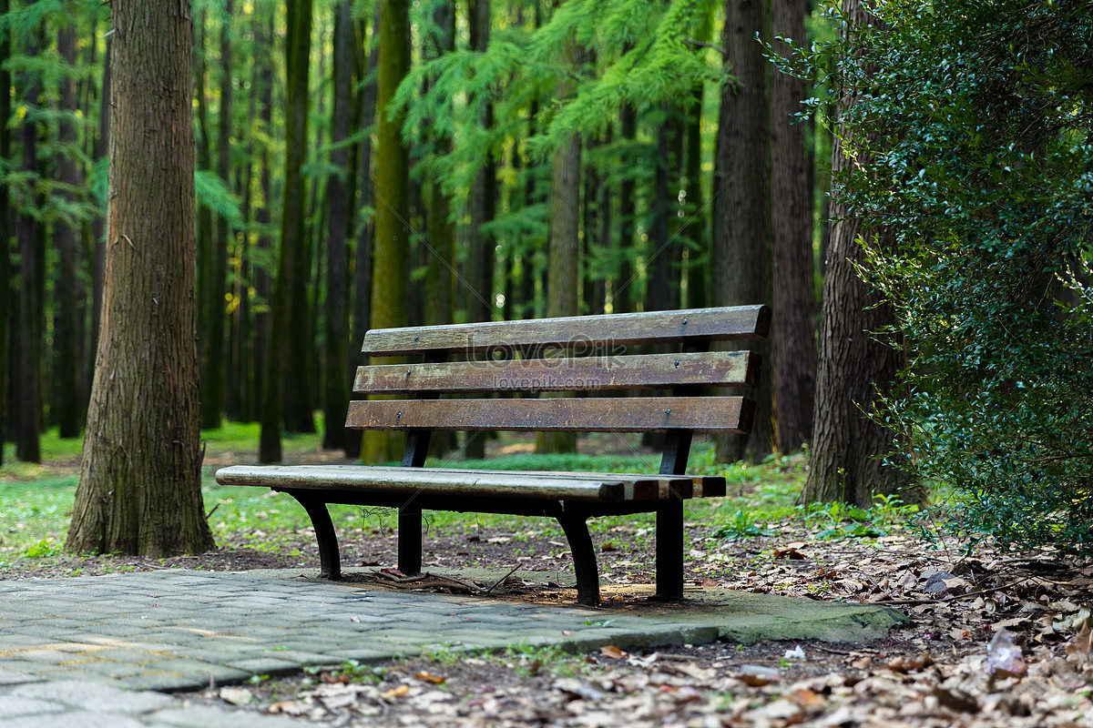 Bench Picture And HD Photos | Free Download On Lovepik