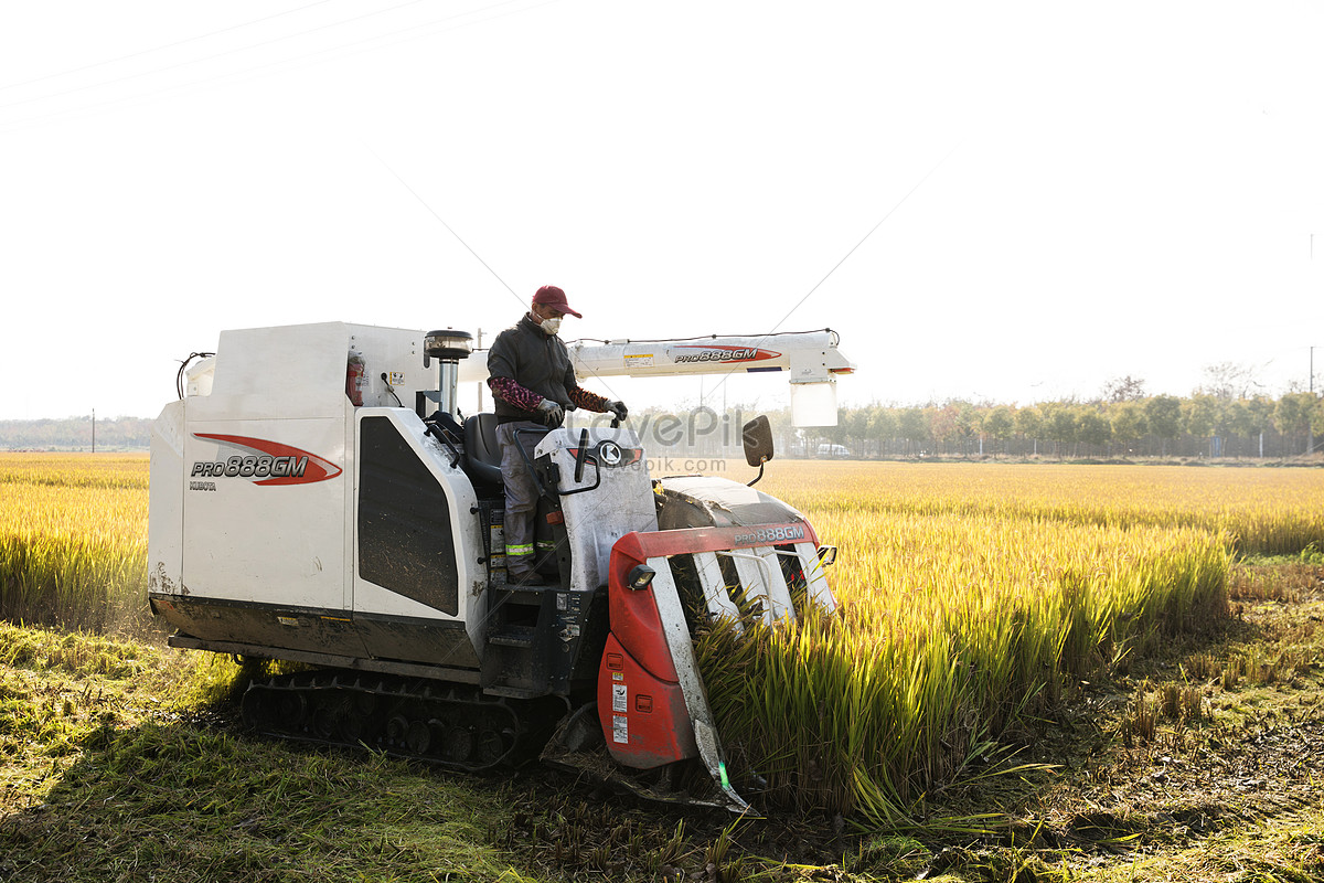 ảnh Bác Nông Dân Gặt Lúa Tải Xuống Miễn Phí, ảnh nông dân bết ...