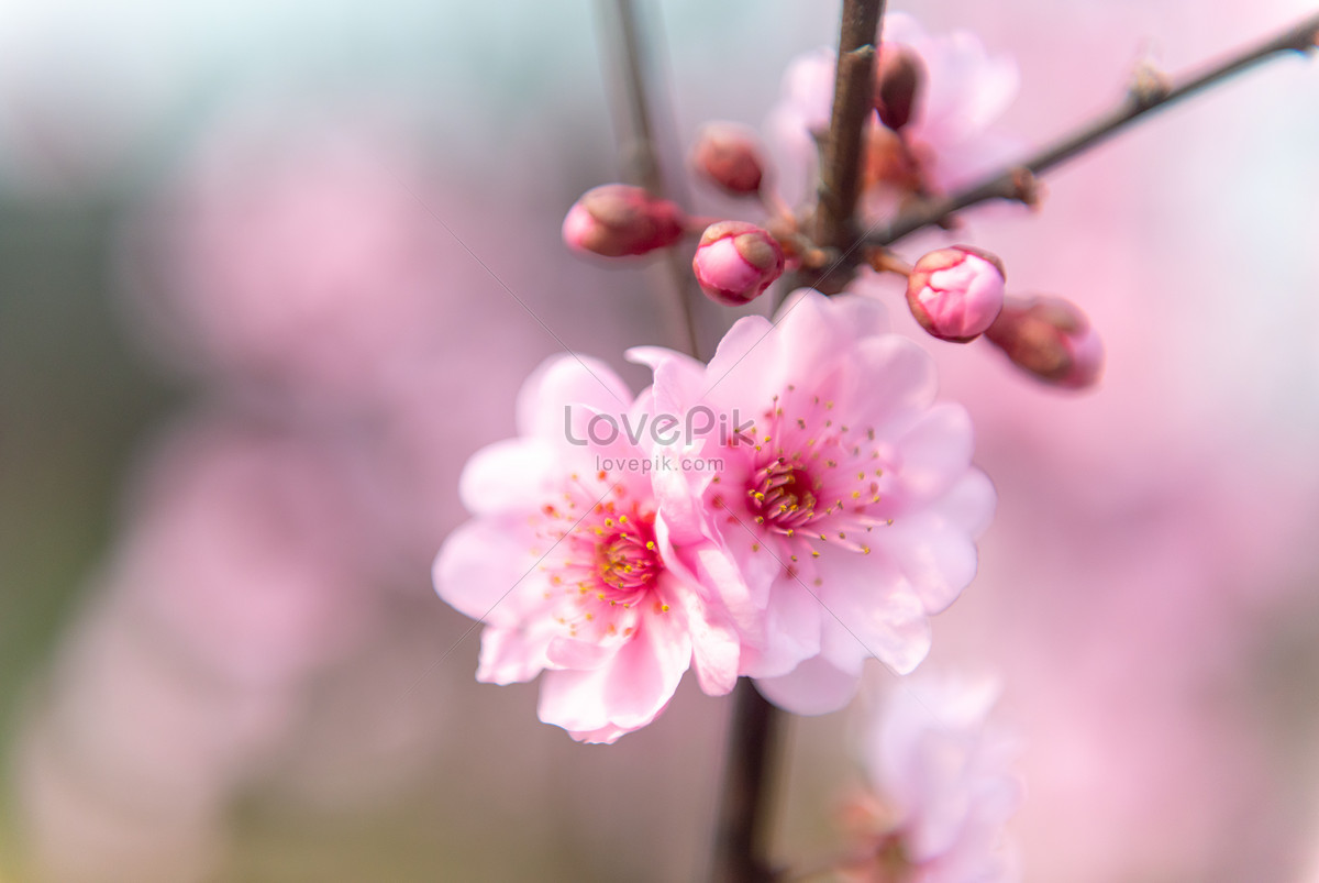 Flowering Sakura Festival Picture Picture And HD Photos | Free Download ...