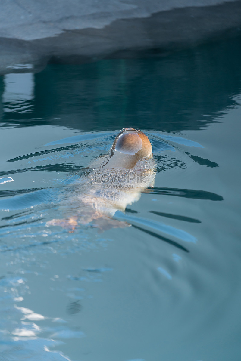 The seals are swimming now. Кто быстрее плавает Дельфин или тюлень.