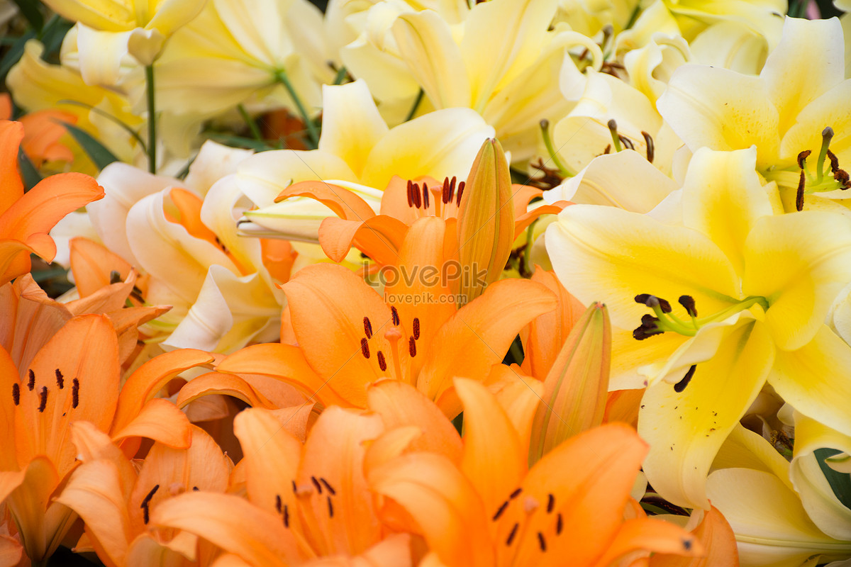 Lily Blooming Picture And HD Photos | Free Download On Lovepik