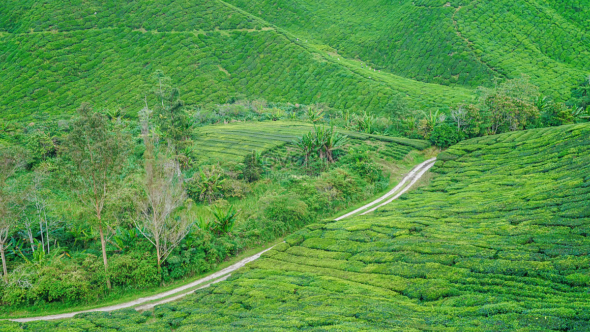 Malaysian Tea Garden Boh Picture And HD Photos | Free Download On Lovepik