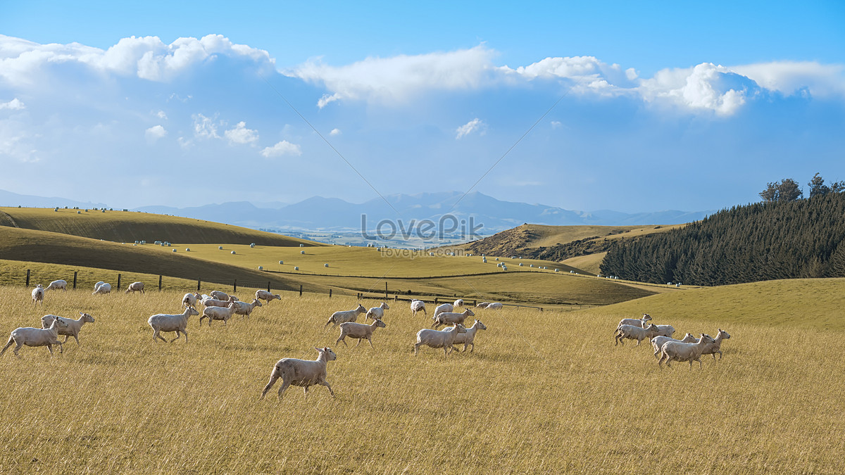 Новозеландское ранчо изображение_Фото номер 501109798_JPG Формат  изображения_ru.lovepik.com