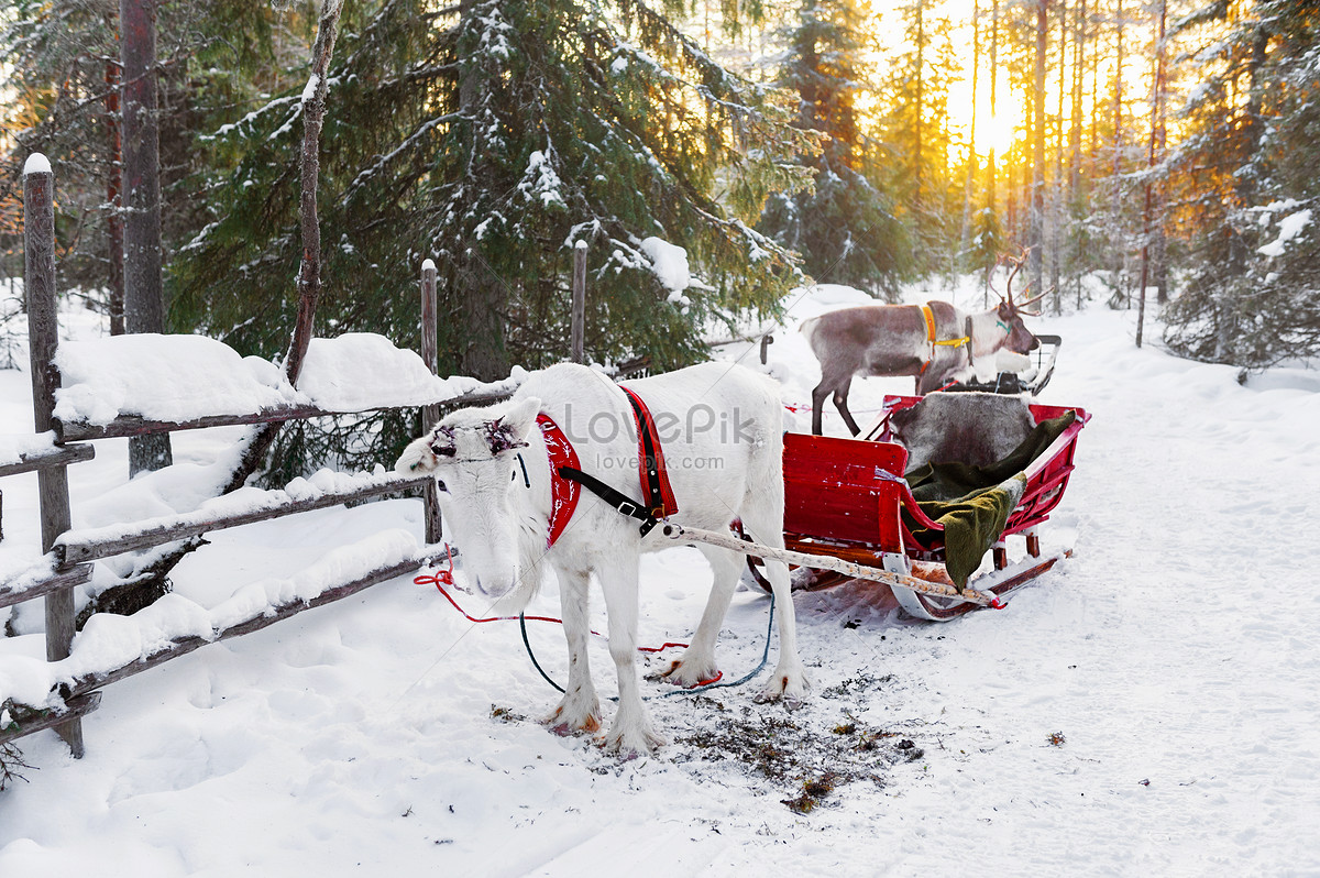 Norden Finland Rovaniemi Santa Claus Village Reindeer Sled Picture And ...