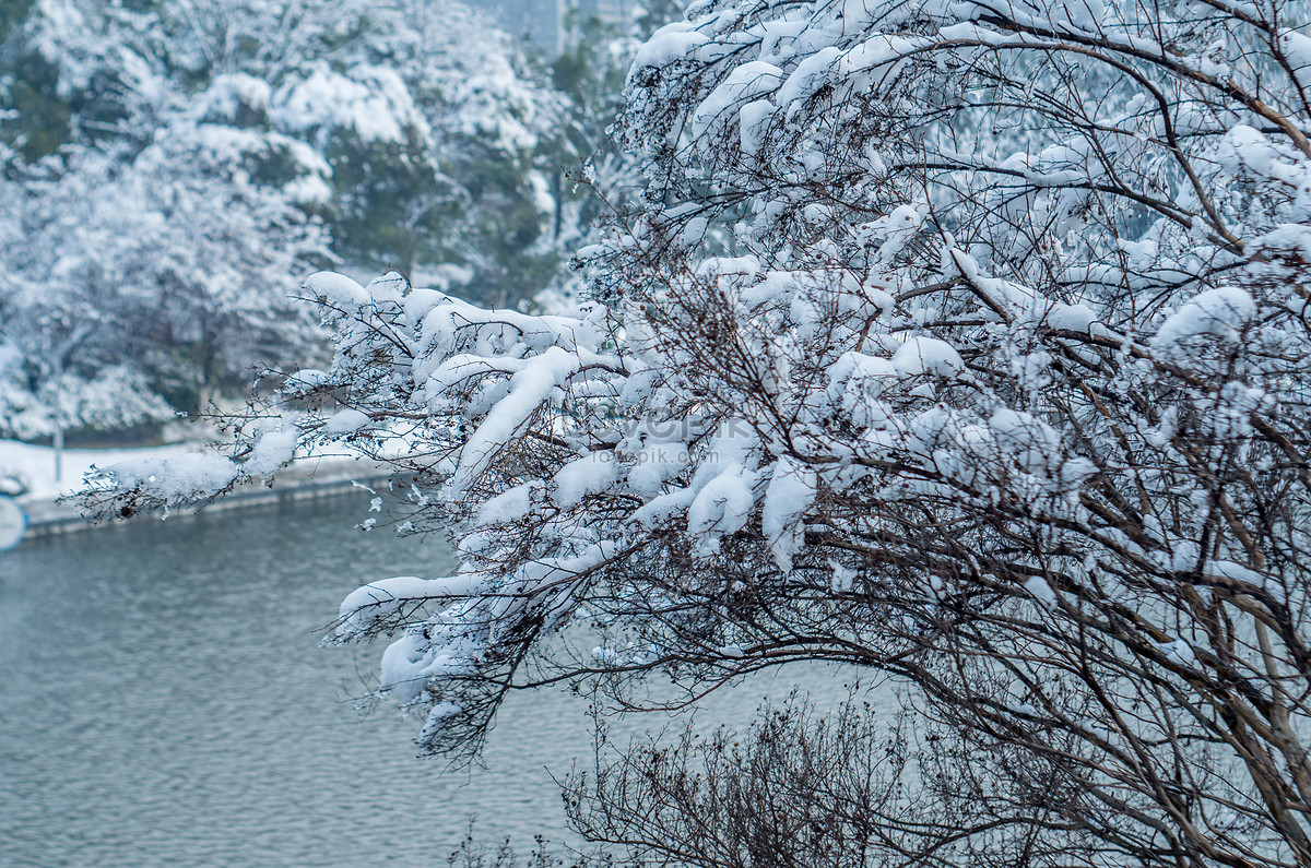 ảnh Tuyết Rơi Sau Công Viên Hồ Thiên Nga Tải Xuống Miễn Phí, ảnh tuyết, mùa  đông, Đông chí đẹp Trên Lovepik