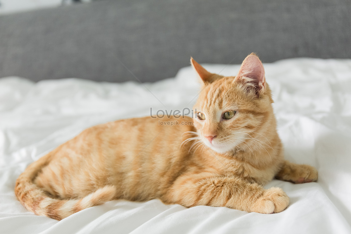 Tangerine Cat Picture And Hd Photos Free Download On Lovepik