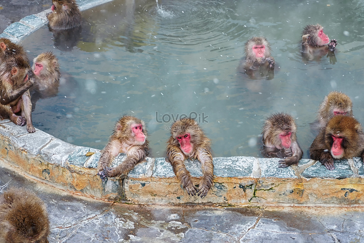 Обезьяна купается в теплой воде группа. Обезьяны в горячих источниках. Японские обезьяны в теплых источниках. Обезьяны в бассейне в Японии. Обезьяна в горячем источнике зимой.
