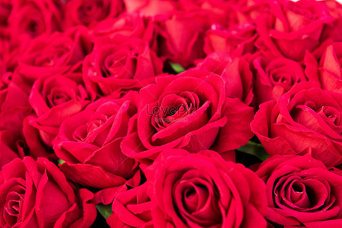 Rose Picture And HD Photos | Free Download On Lovepik