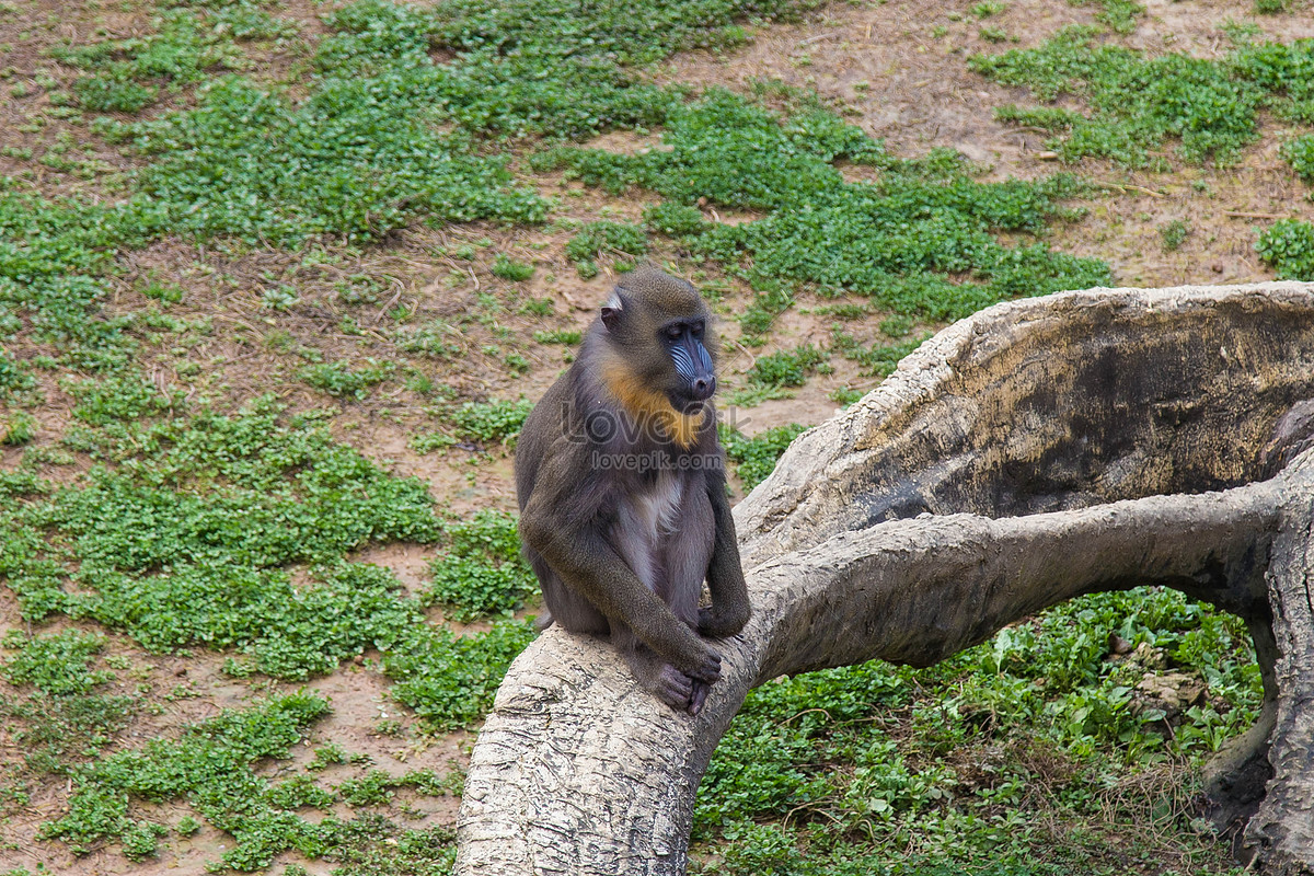 gambar haiwan di zoo