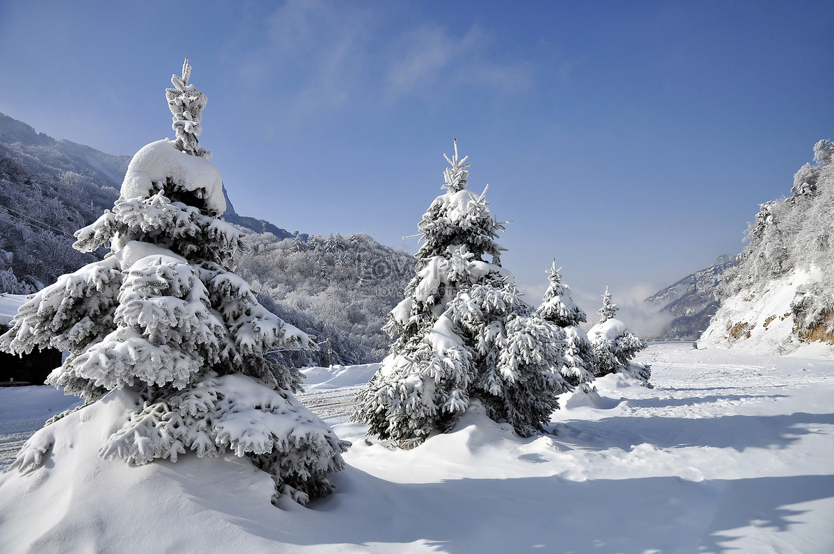 ảnh Cây Tuyết Tùng Trên đỉnh Núi Cao Tải Xuống Miễn Phí, ảnh tuyết ...