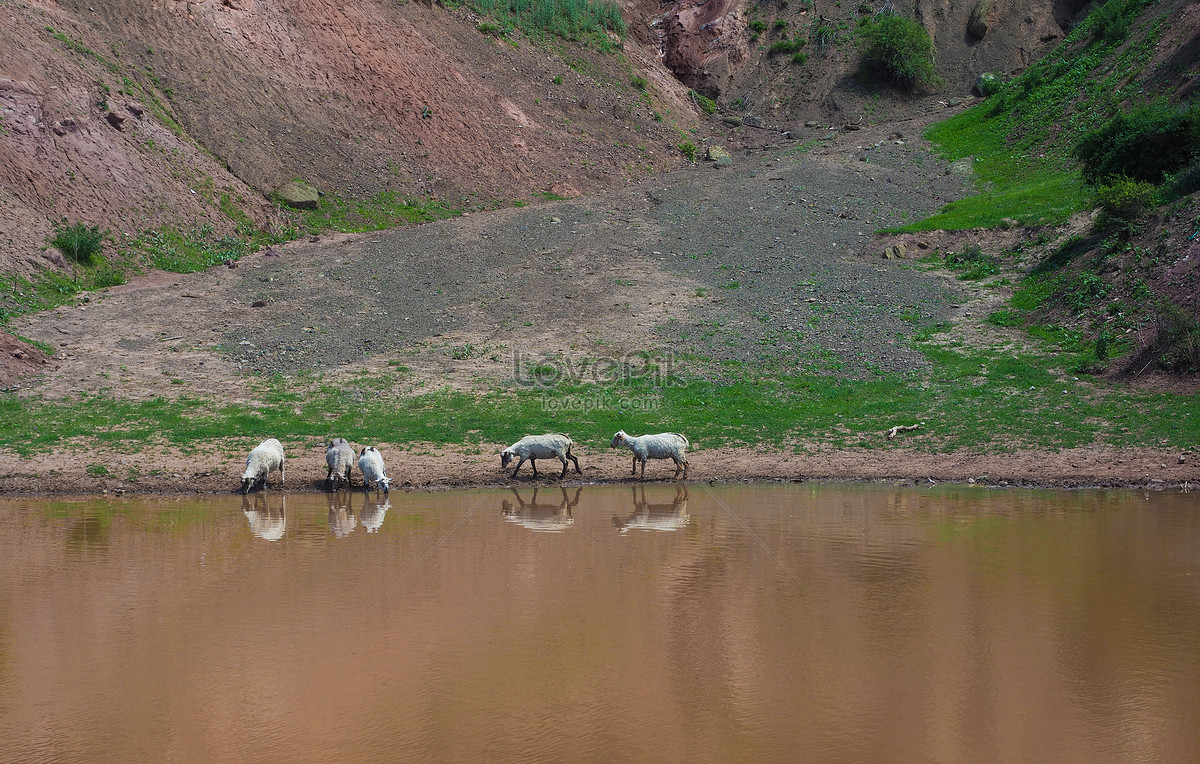 Drinking Water For Sheep In Xinjiang Picture And HD Photos | Free ...