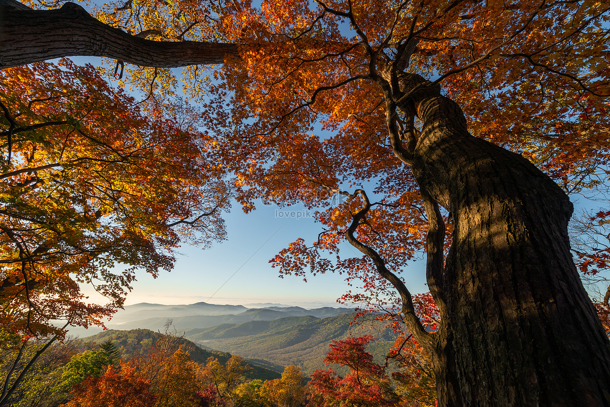가을 풍경 이미지, 사진 및 Png 일러스트 무료 다운로드 - Lovepik