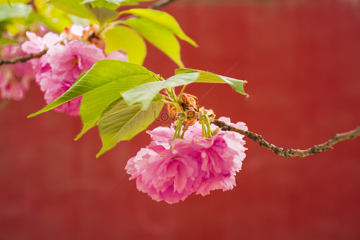 Beautiful Cherry Blossom Scenery Photo Picture And Hd Photos Free Download On Lovepik