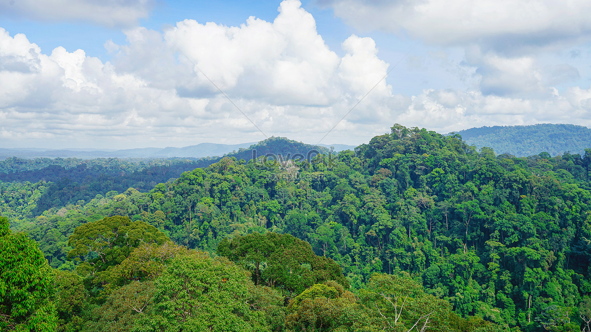 Brunei Tambourg Primeval Forest Picture And HD Photos | Free Download ...