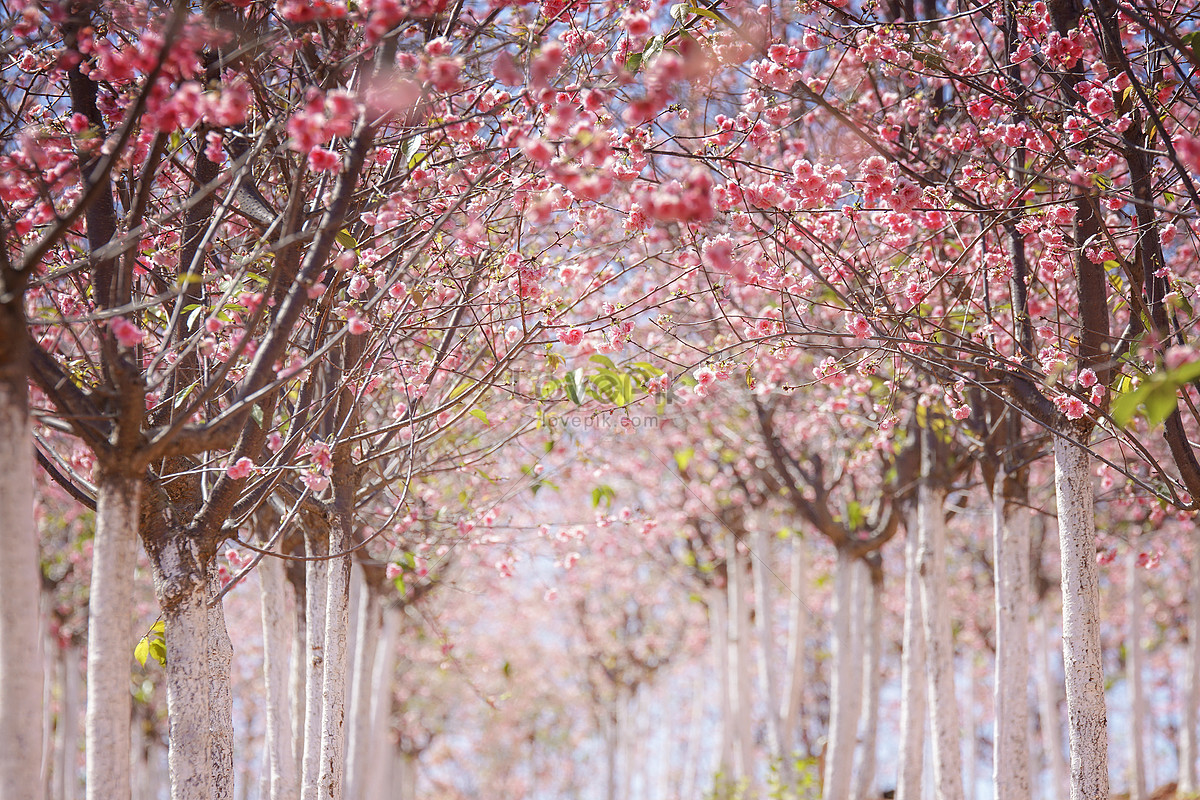 Bosque De Cerezos En Flor Foto | Descarga Gratuita HD Imagen de Foto -  Lovepik