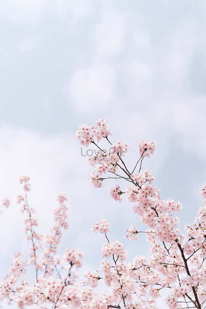 Cherry Blossom Of Wuhan University Picture And HD Photos | Free ...