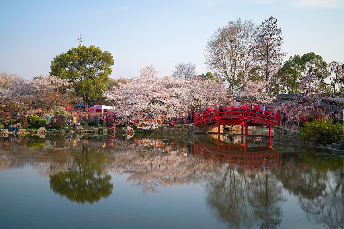 Cherry Blossom Season Of Cherry Garden Arch Bridge In Spring Picture ...