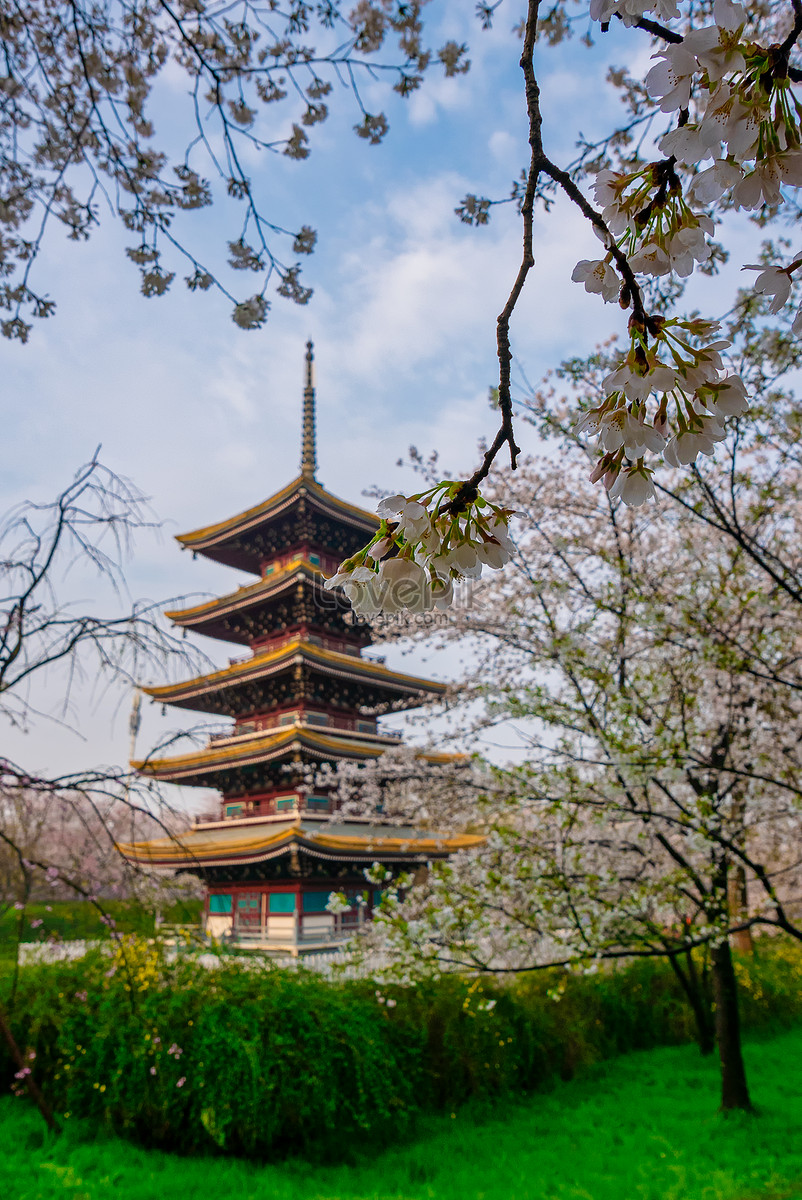 Vườn Sakura trong Vũ Hán là một điểm đến lý tưởng cho những người yêu hoa và thiên nhiên. Đón chào giữa những cánh hoa mỹ miều, bạn sẽ có cảm giác như đang bước vào một nơi thật lãng mạn và tuyệt vời.