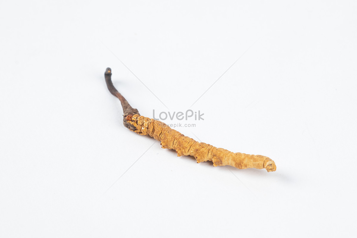 cordyceps sinensis wallpaper