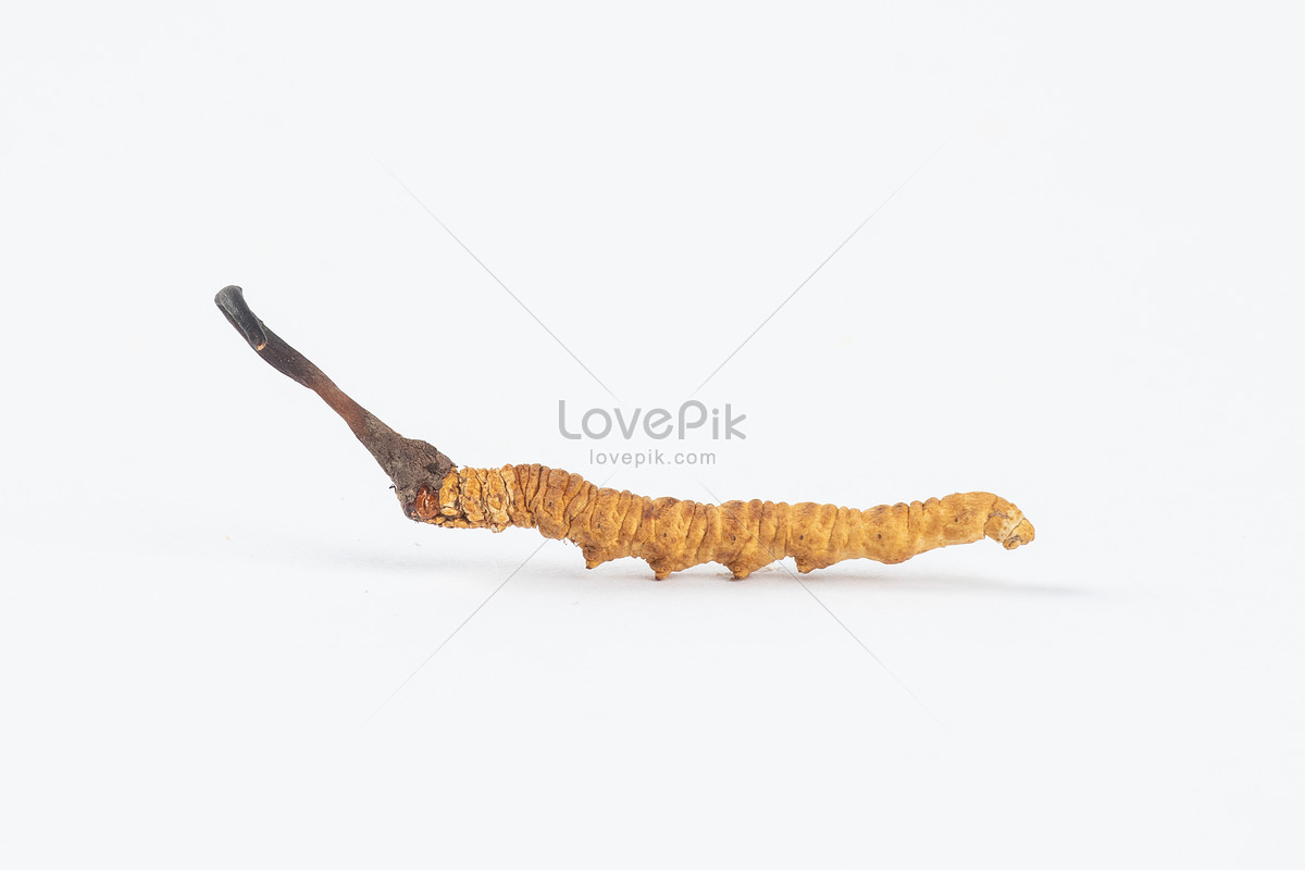 cordyceps sinensis wallpaper