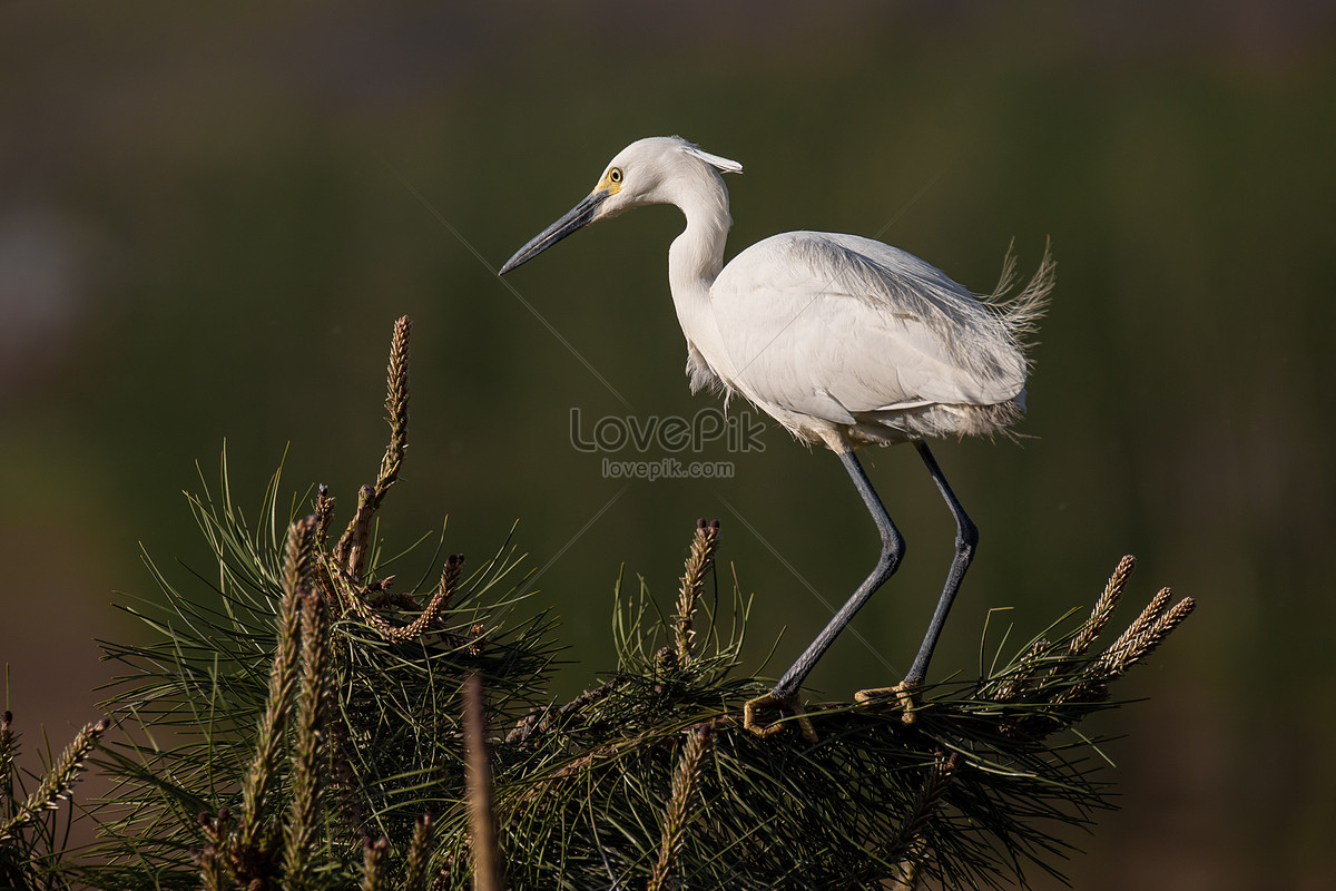 Egrets Picture And HD Photos | Free Download On Lovepik