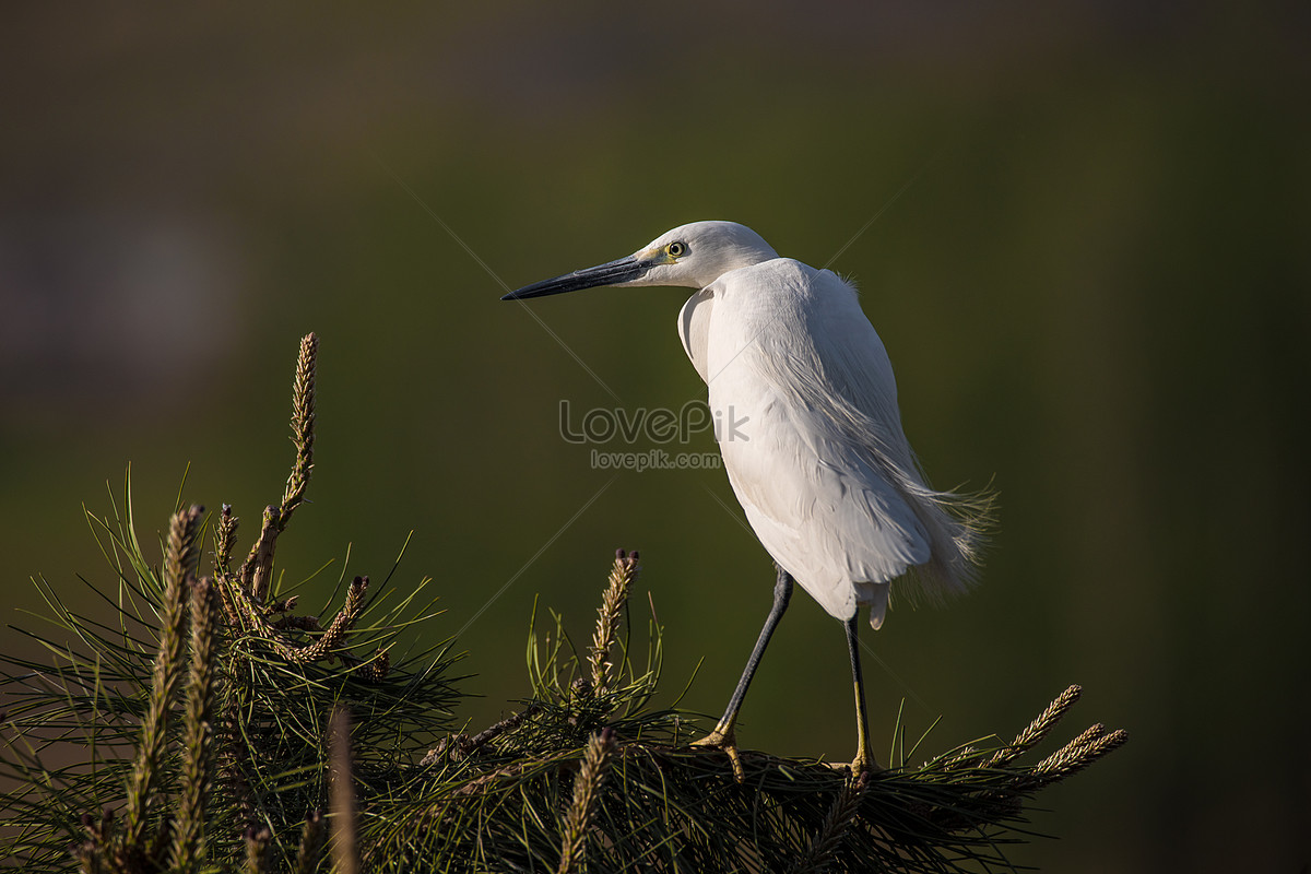 Egrets Picture And HD Photos | Free Download On Lovepik