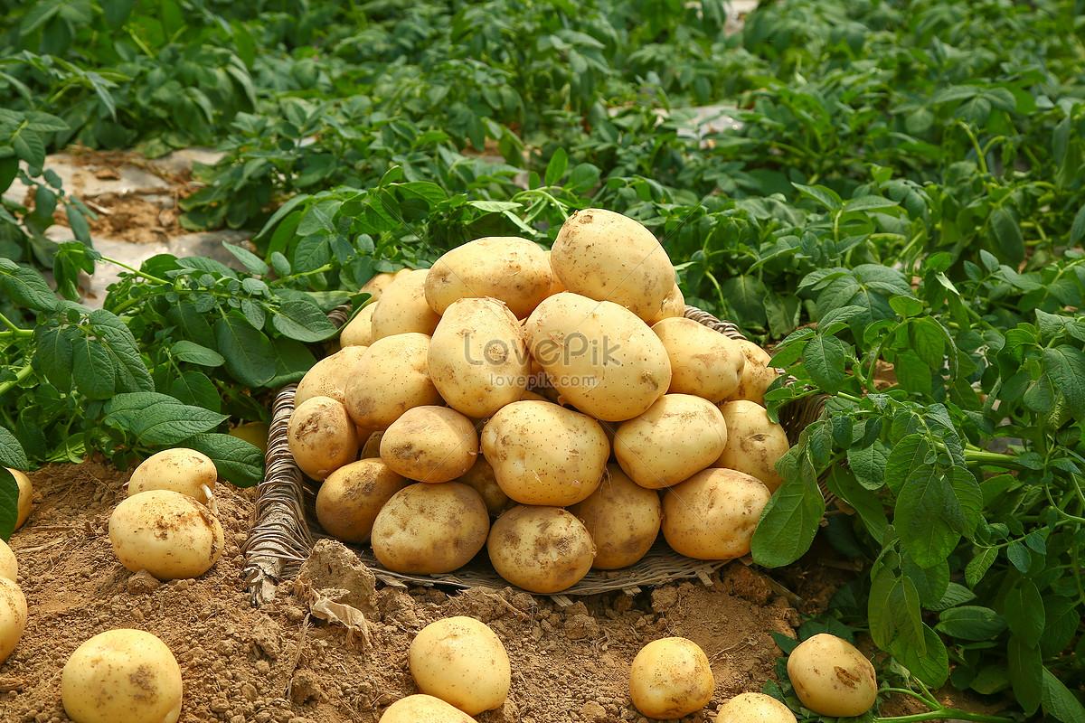 辐射19万亩规模化种植基地！小土豆做出“大文章”：扶贫干部助力制种大县成功创建国家现代农业产业园