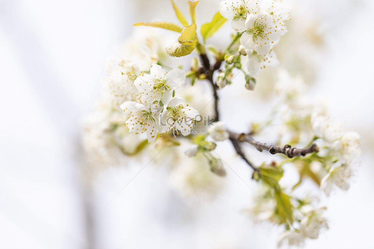 Flowering Sakura Tree Photograph Picture And HD Photos | Free Download ...