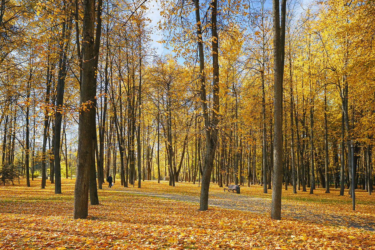 ảnh Phong Cảnh Mùa Thu Rừng Tải Xuống Miễn Phí, ảnh rừng, phong cảnh mùa  thu, belarus đẹp Trên Lovepik