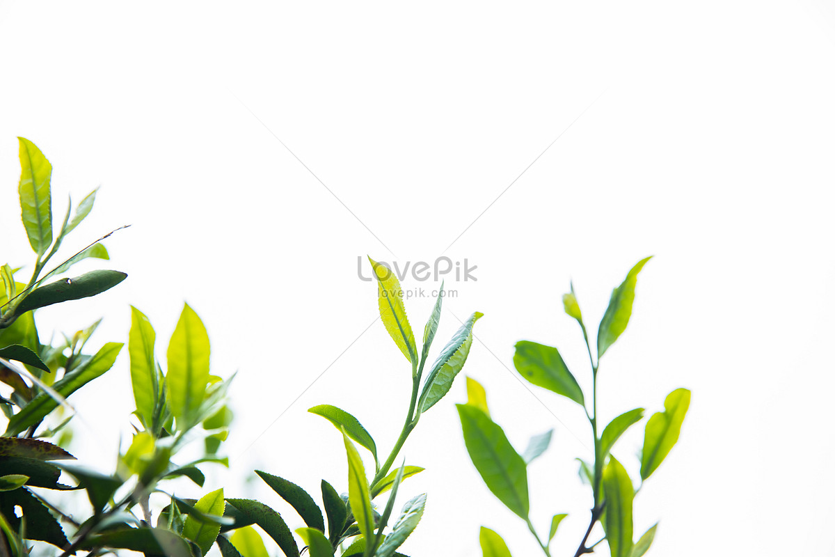 tea tree white background pictures