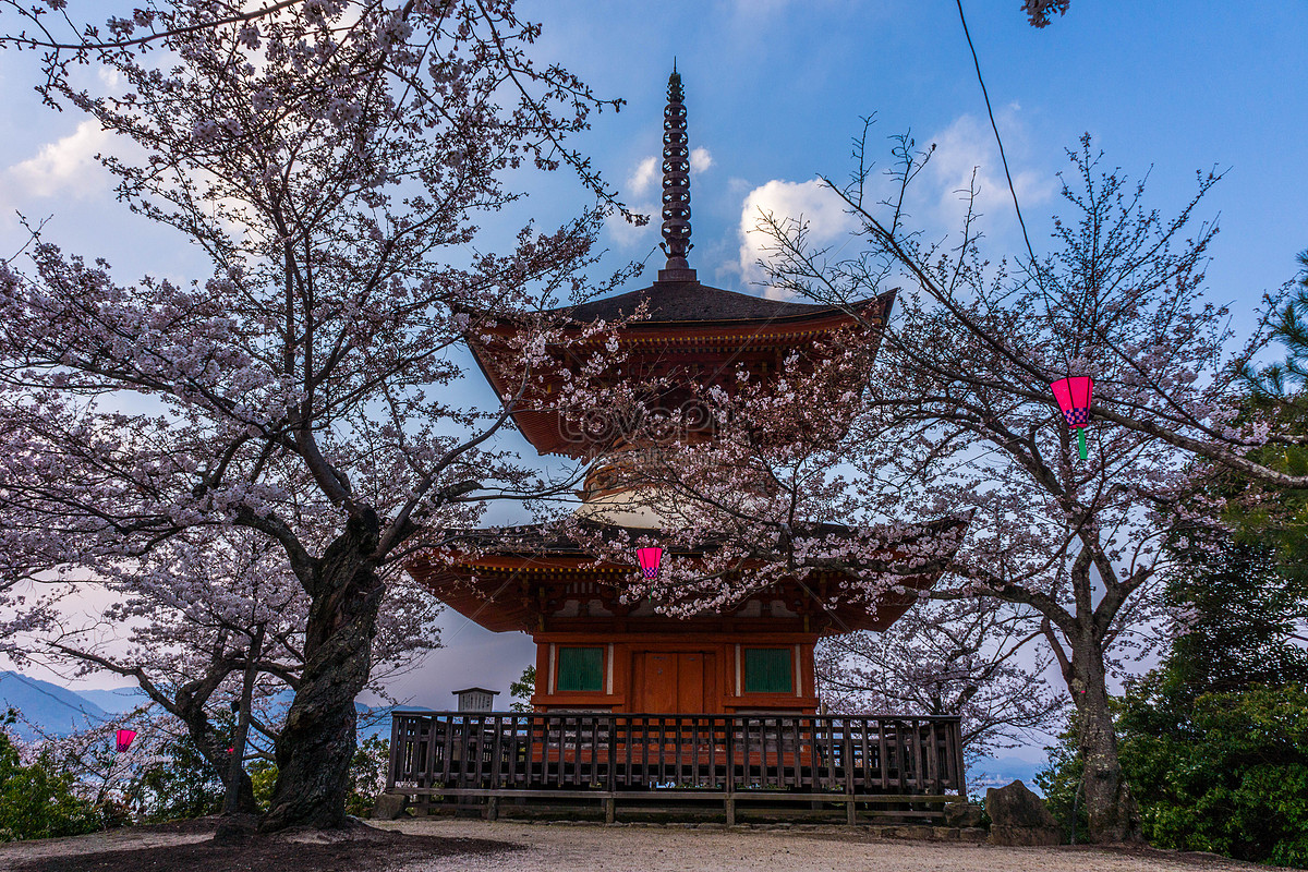 Japan Hiroshima Itsukushima Shrine Cherry Blossom Picture And HD Photos ...