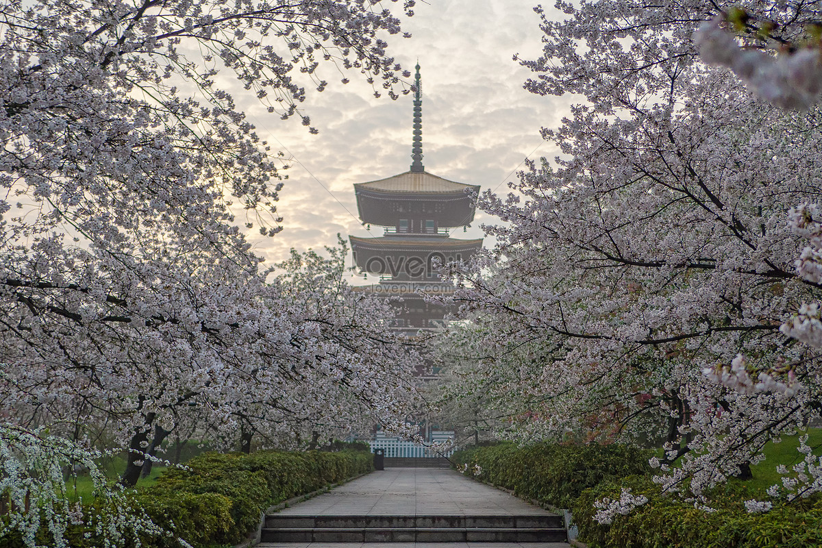 Banco de imagens : Tóquio, flor, natureza, Primavera, árvore, céu, plantar,  arquitetura, ramo, Rosa, Flor de cerejeira, botânica, Planta lenhosa,  folha, casa, construção, Banco de fotos, Arquitetura japonesa, pétala,  lazer, mundo, turismo