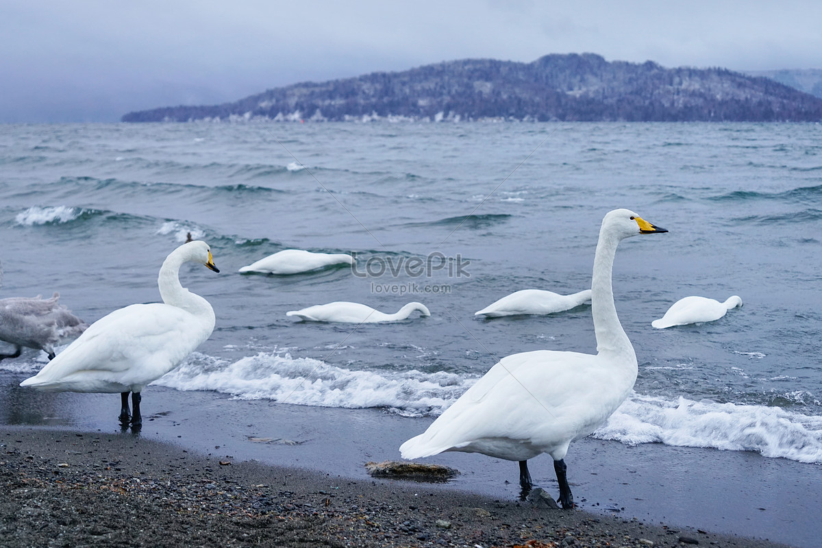 Японский хоккайдо дикий лебедь изображение_Фото номер 501267502_JPG Формат  изображения_ru.lovepik.com