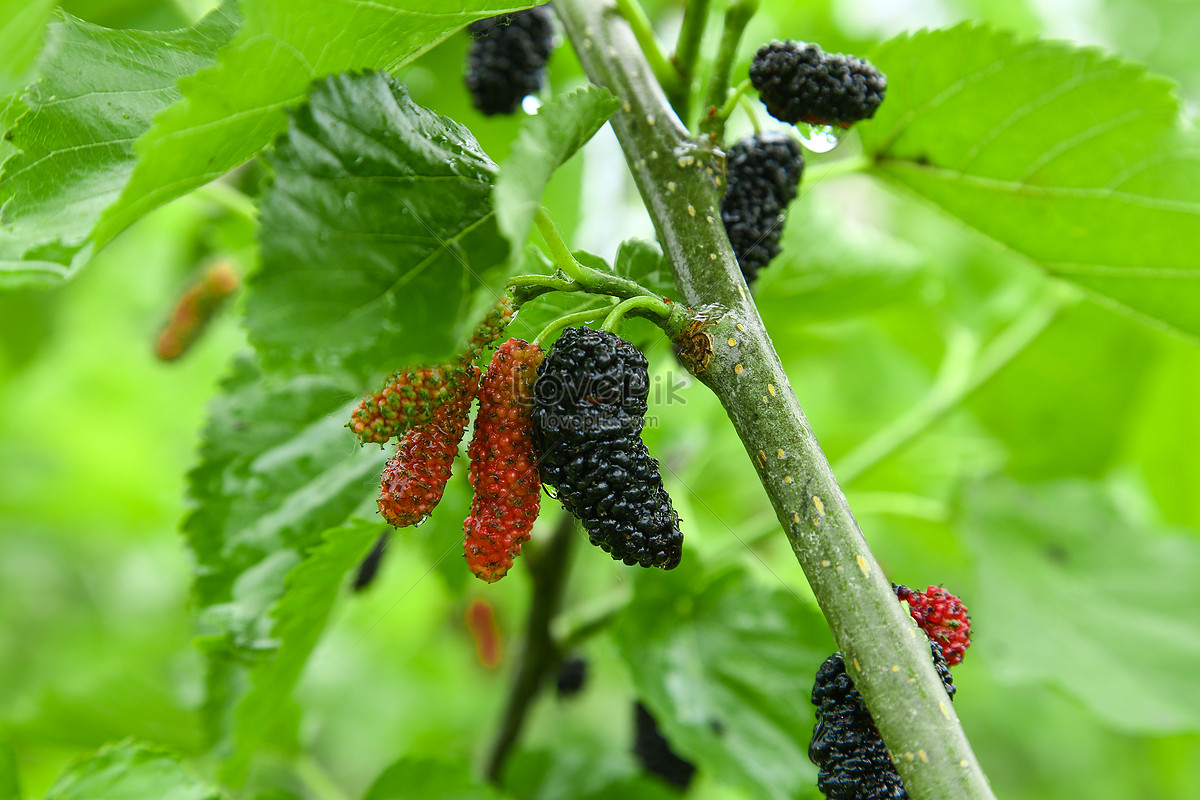 Mulberry Planting Picture And HD Photos | Free Download On Lovepik