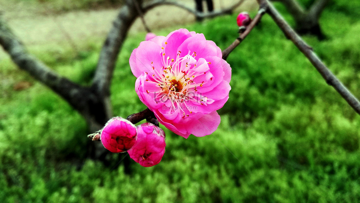 Ảnh hoa đào - Loại hoa đẹp nhất của mùa xuân, hoa đào mang lại cho chúng ta cảm xúc mạnh mẽ về sự sống mới và sự phát triển. Hãy ngắm nhìn những ảnh hoa đào tuyệt đẹp này và cho phép chúng gợi lên những cảm xúc tươi sáng trong lòng bạn.