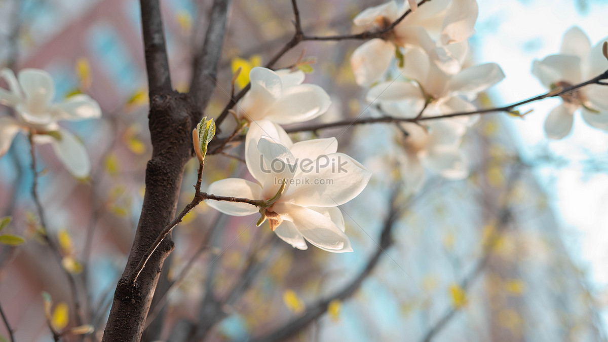 Pear Blossom Picture And HD Photos | Free Download On Lovepik