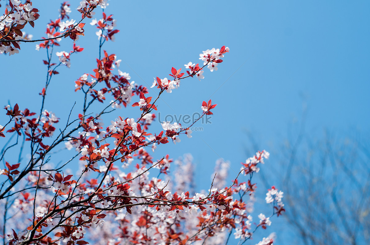 Purple Leaf Li Hua Picture And HD Photos Free Download On Lovepik