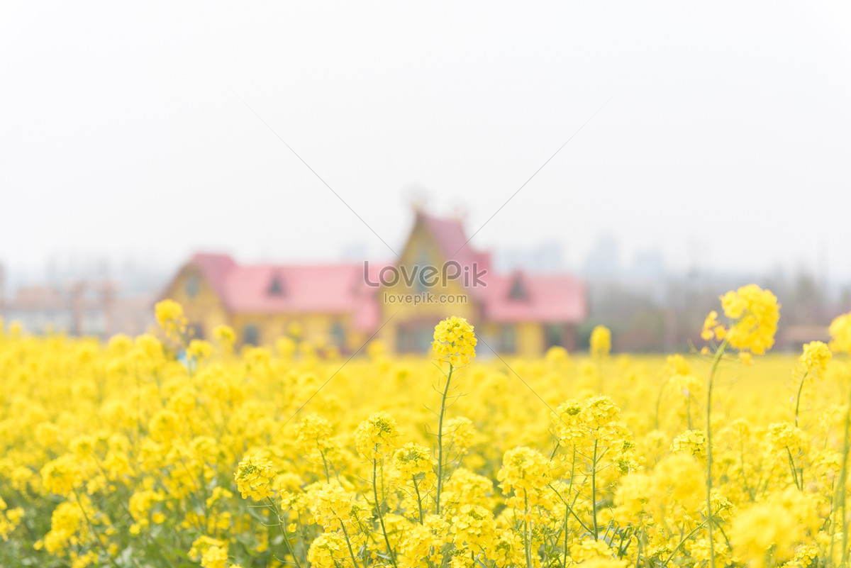 Qingdao West Coast Ecological Tourism Park Rape Blossoms Picture And HD  Photos | Free Download On Lovepik