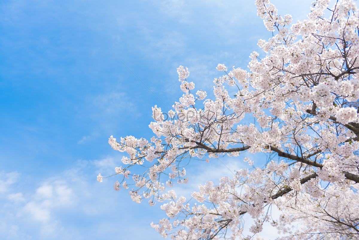 Qingdao Zhongshan Park Cherry Blossom Picture And HD Photos | Free ...