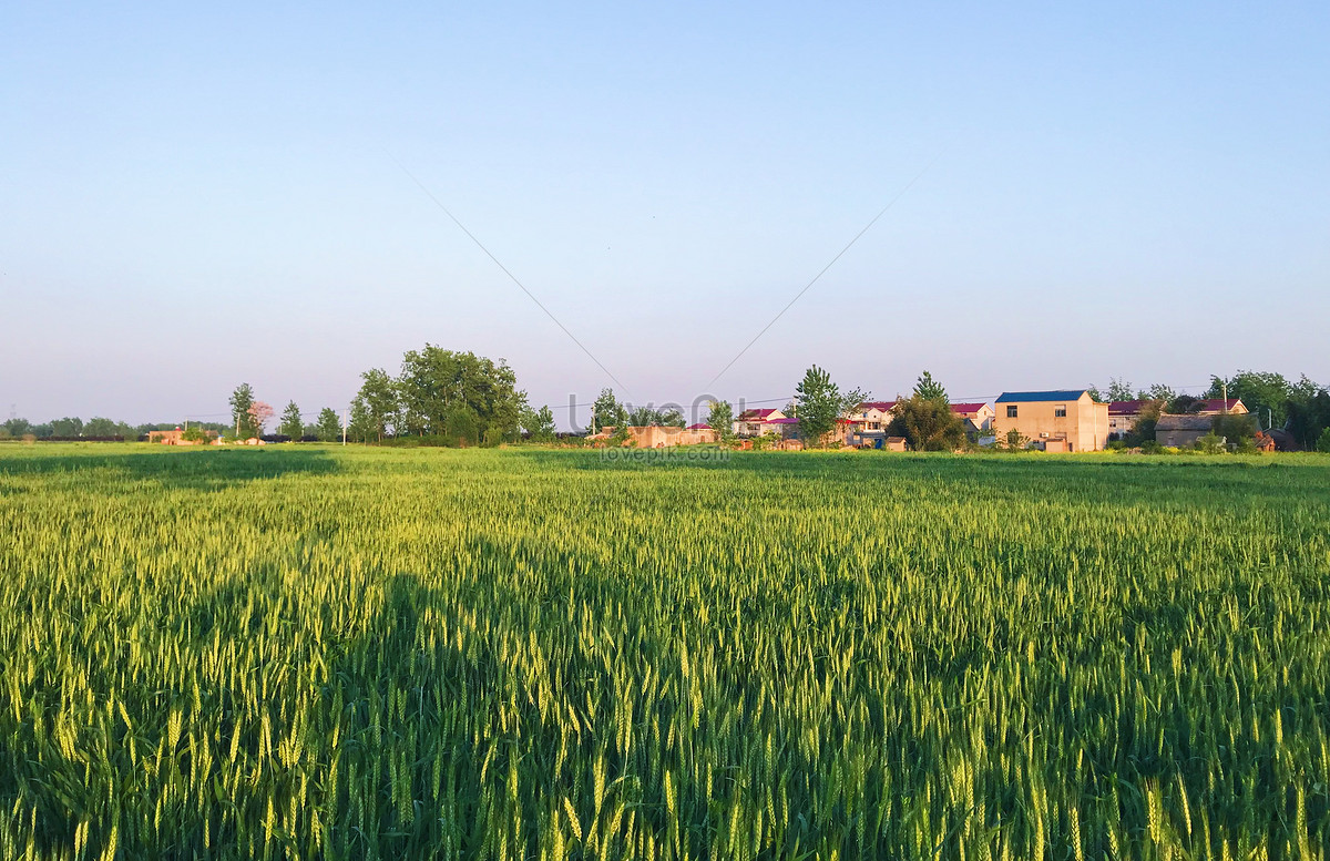 Thoả mản đam mê với những bức ảnh tuyệt đẹp về cánh đồng lúa mì nông thôn. Những bông lúa vàng óng ánh, những cánh đồng bát ngát đến chân trời, những đàn cò bay lượn trên cao, tất cả sẽ làm bạn bị thu hút ngay lập tức.