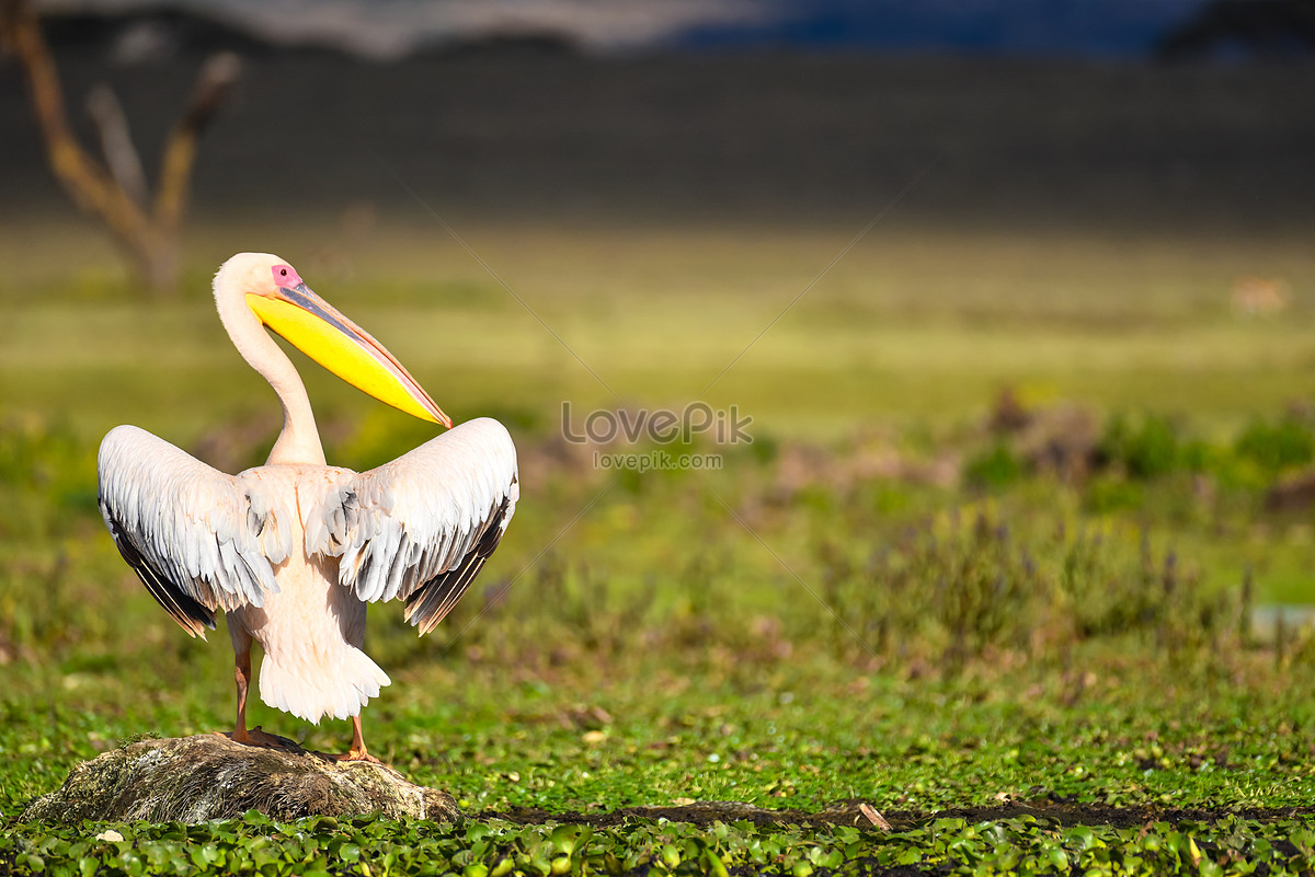 Spreading Wings Picture And HD Photos Free Download On Lovepik