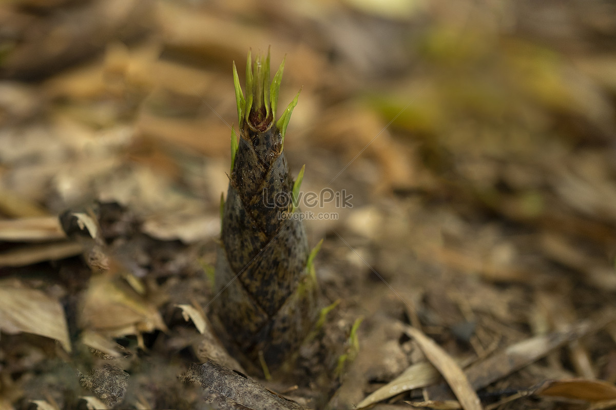 Spring Bamboo Shoots Picture And HD Photos | Free Download On Lovepik